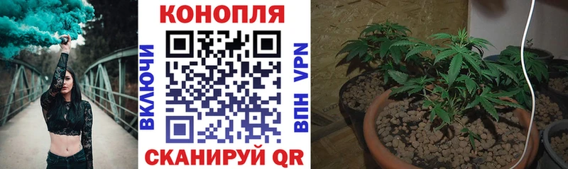 где найти   mega tor  shop телеграм  Суджа  Марихуана OG Kush 
